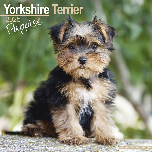 Yorkshire Terrier Puppies Calendar 2025