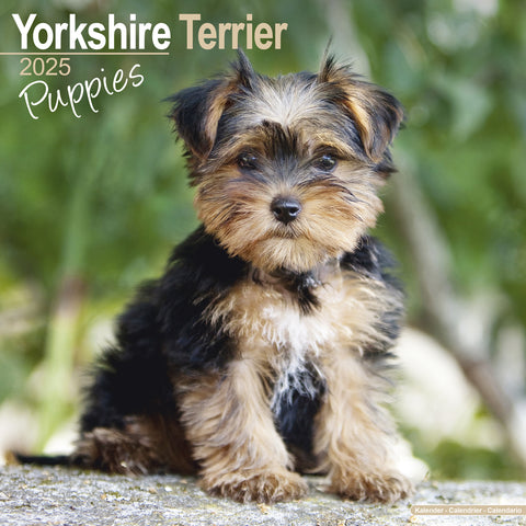 Yorkshire Terrier Puppies Calendar 2025