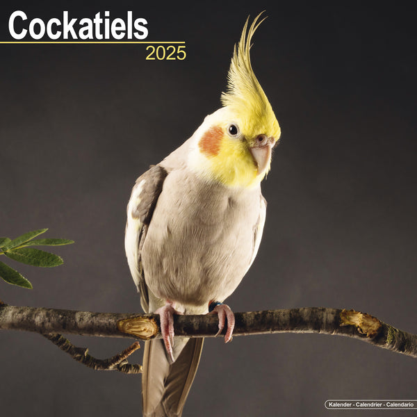 Cockatiels Calendar 2025 Avonside Publishing Ltd