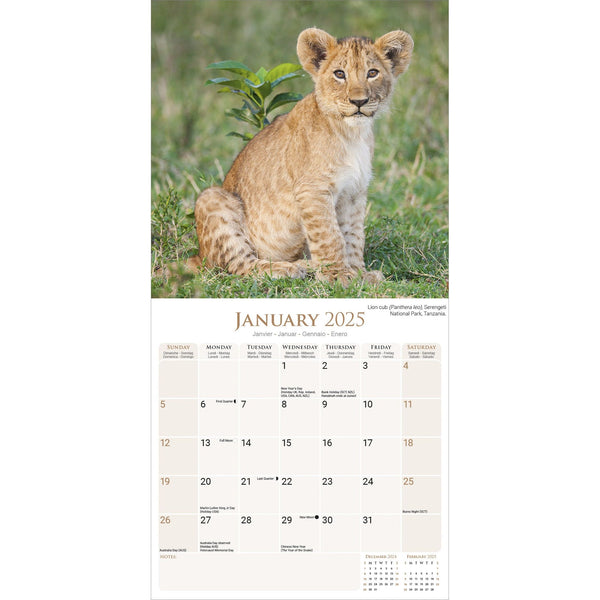 African Wildlife Calendar 2025