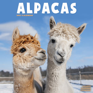 Alpacas Calendar 2025