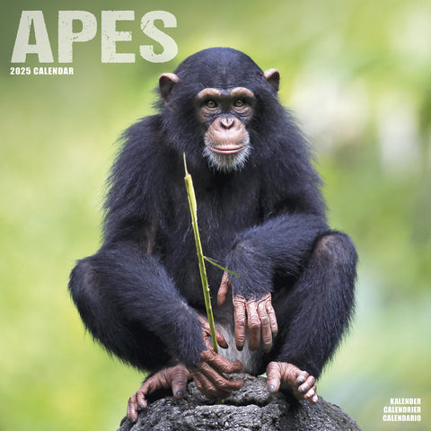 Apes Calendar 2025