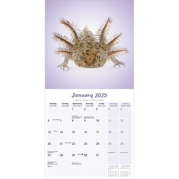 Axolotls Calendar 2025