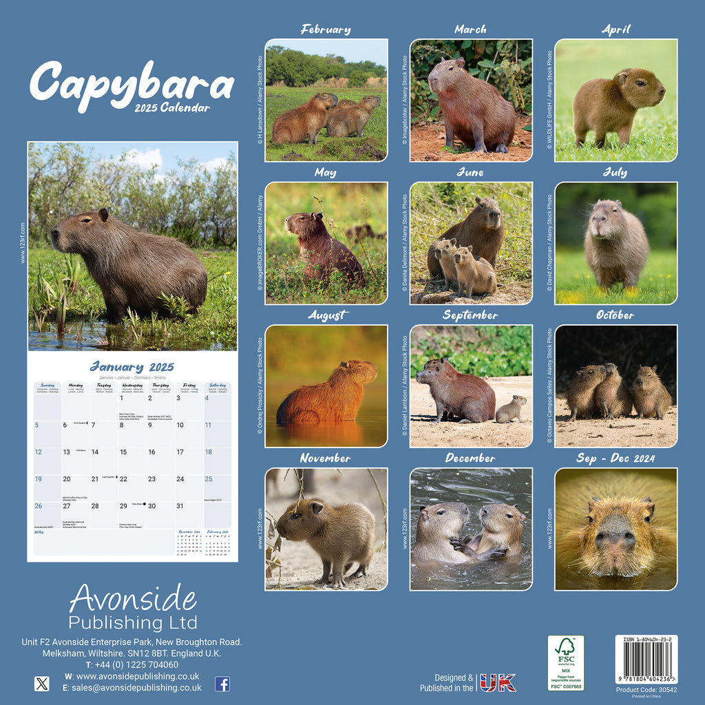 Capybara Calendar 2025 Avonside Publishing Ltd
