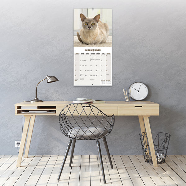 Burmese Cats Calendar 2025