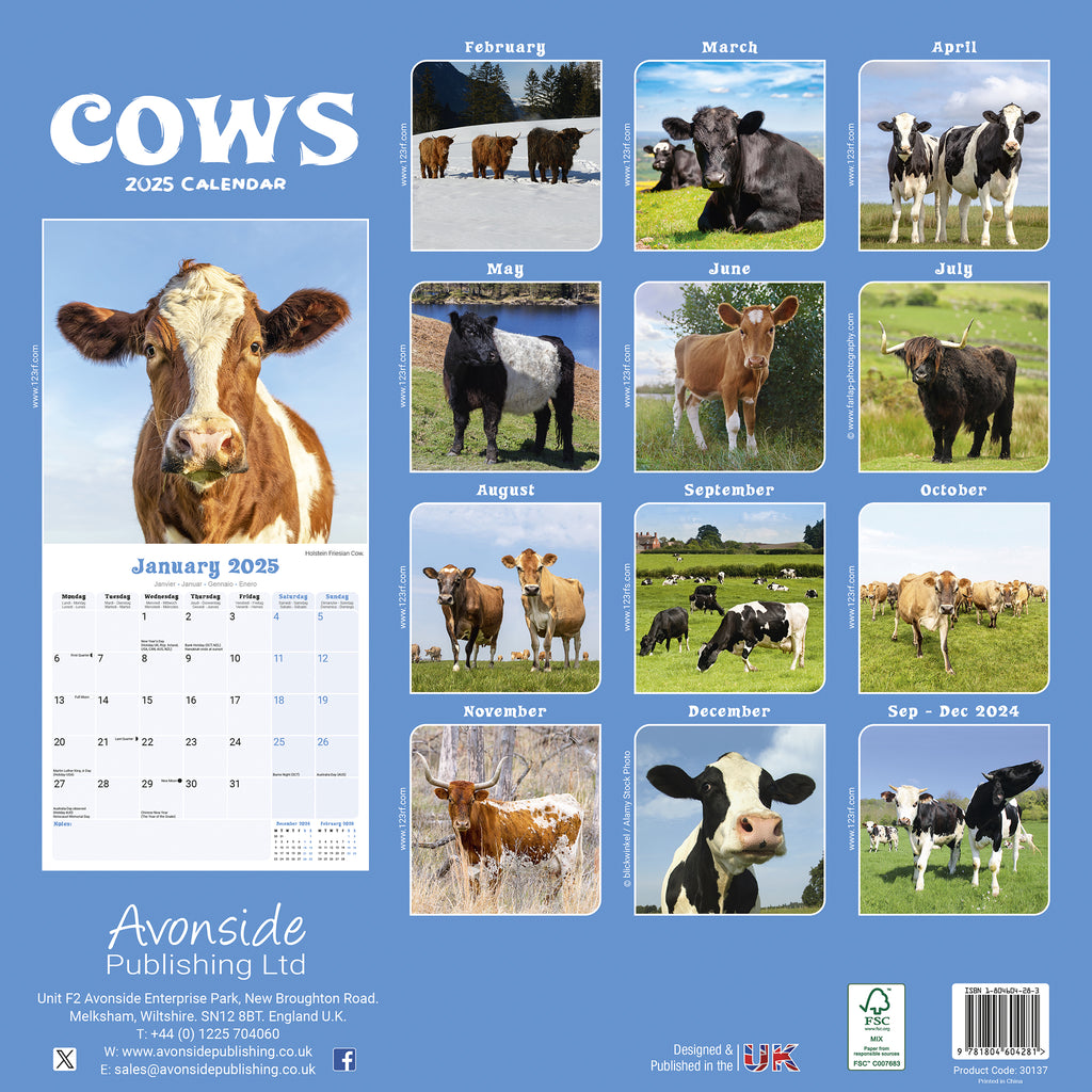 Cows Calendar 2025 Avonside Publishing Ltd