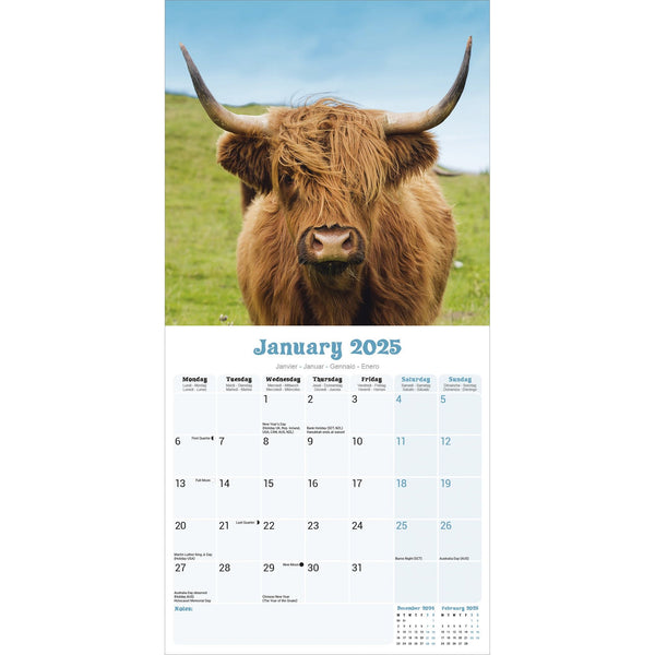 Highland Cows Calendar 2025