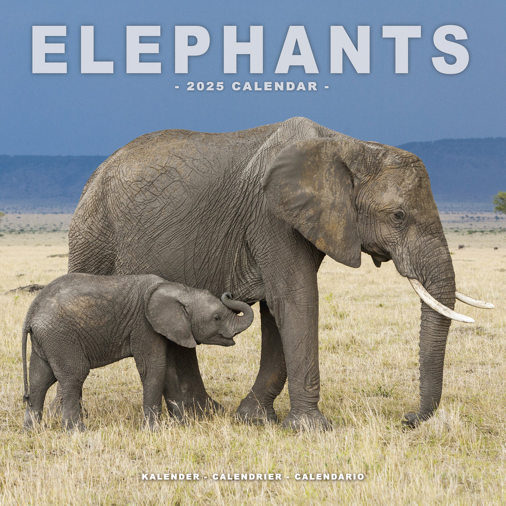 Elephants Calendar 2025 Avonside Publishing Ltd