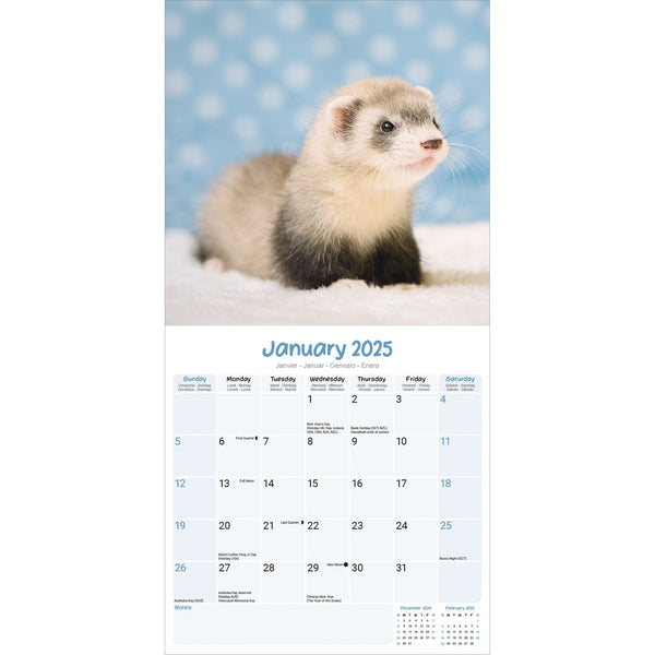 Ferrets Calendar 2025