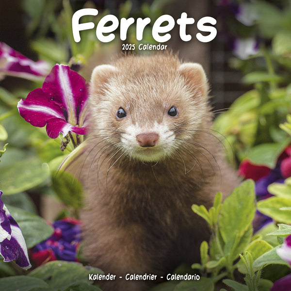 Ferrets Calendar 2025