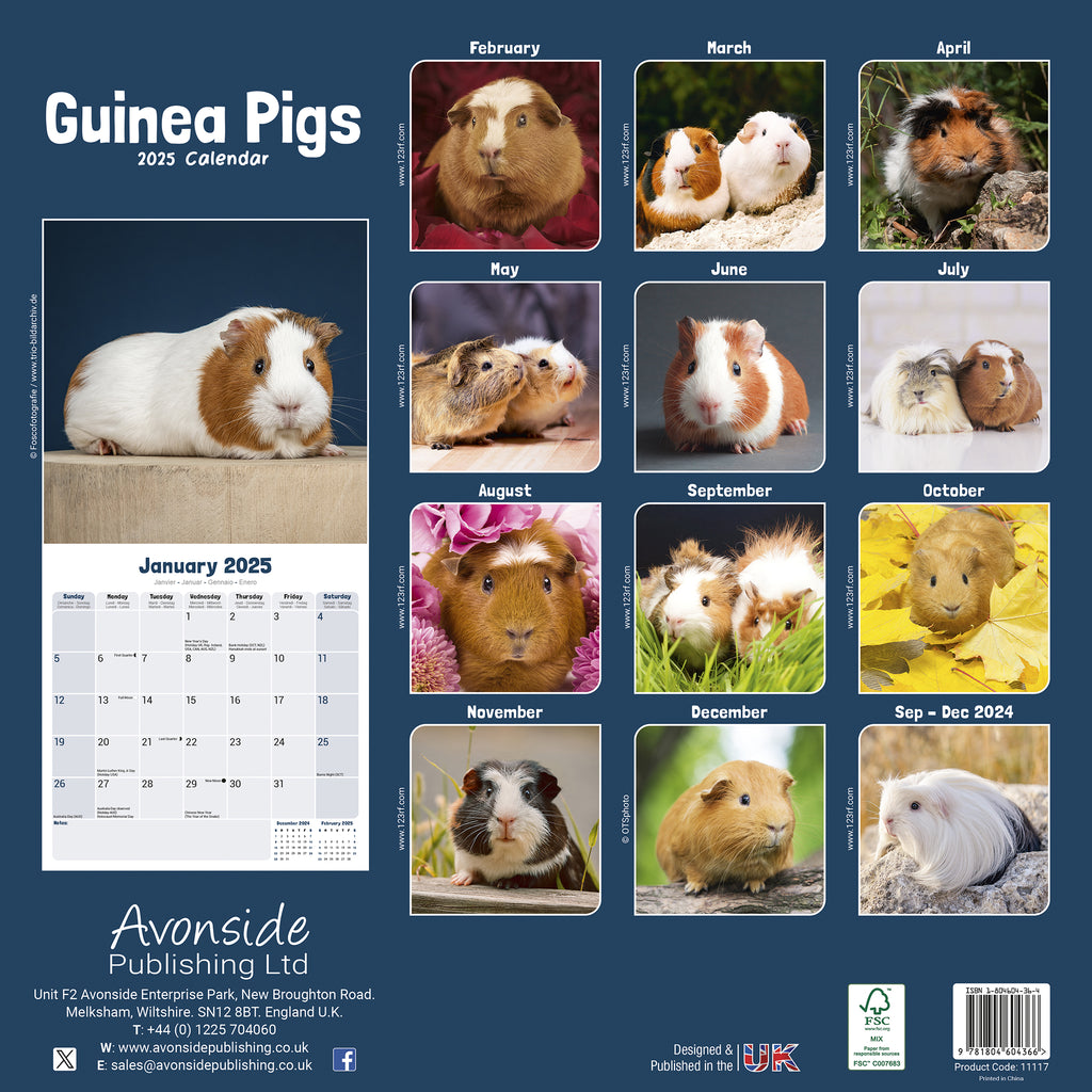 Guinea Pigs Calendar 2025 Avonside Publishing Ltd