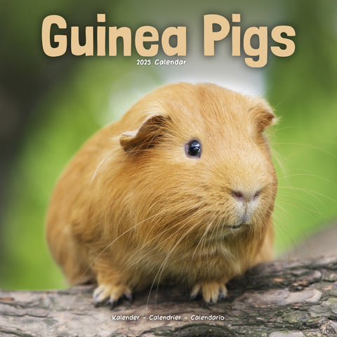 Guinea Pigs Calendar 2025