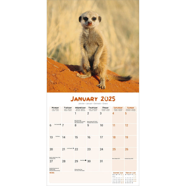 Meerkats Calendar 2025