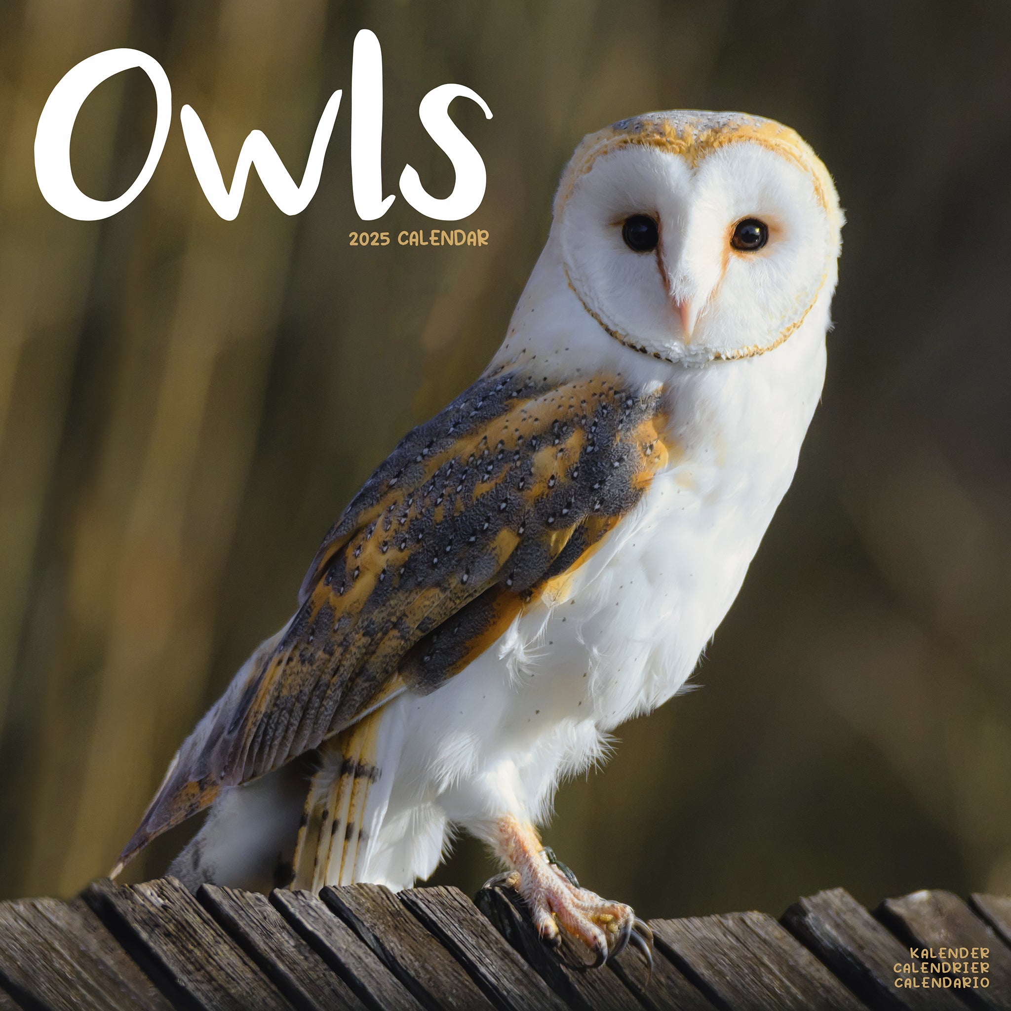 Owls Calendar 2025 Avonside Publishing Ltd