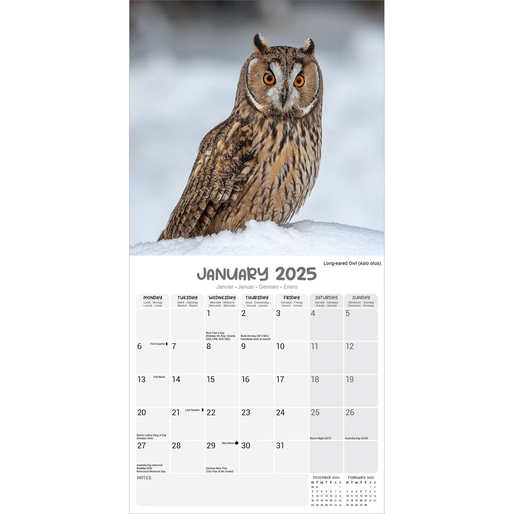 Owls Calendar 2025 Avonside Publishing Ltd