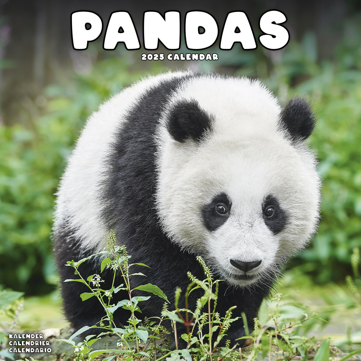 Pandas Calendar 2025 โ Avonside Publishing Ltd