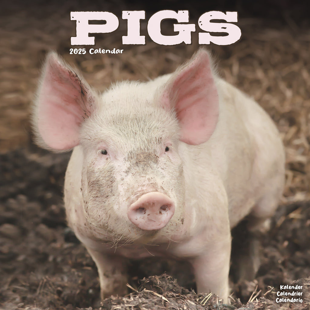 Pigs Calendar 2025 Avonside Publishing Ltd