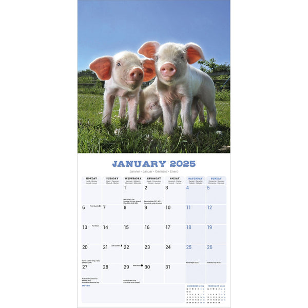 Pigs Calendar 2025