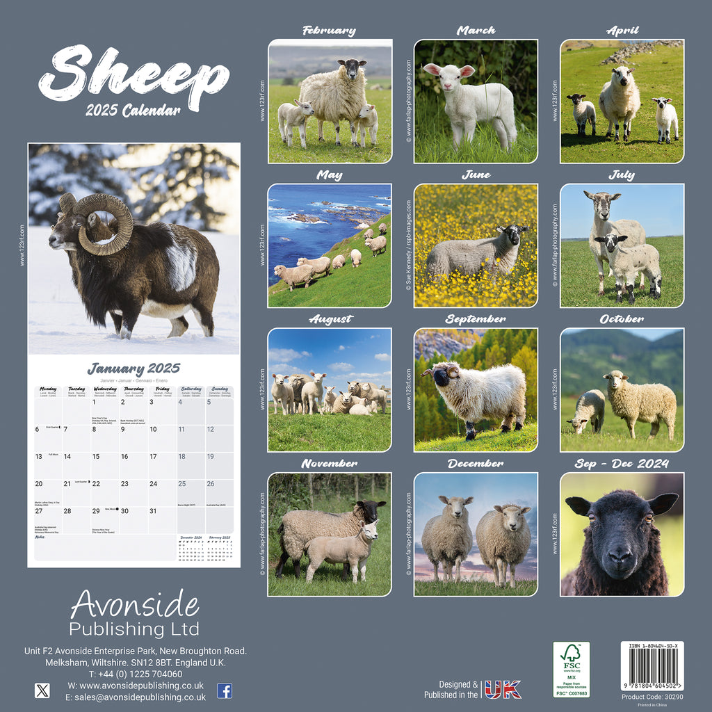 Sheep Calendar 2025 Avonside Publishing Ltd