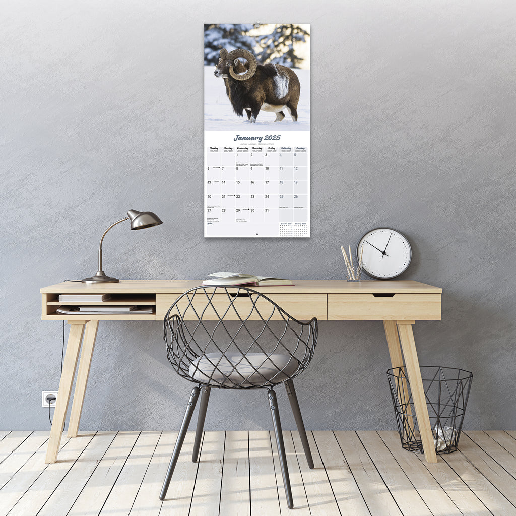 Sheep Calendar 2025