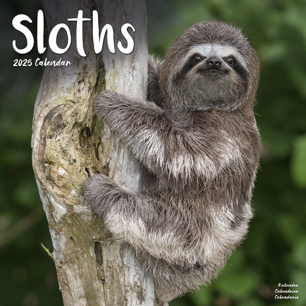 Sloths Calendar 2025 Avonside Publishing Ltd