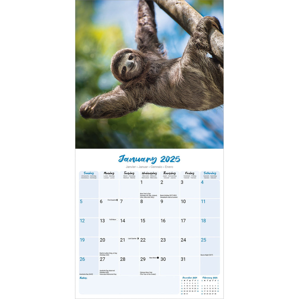 Sloths Calendar 2025 Avonside Publishing Ltd