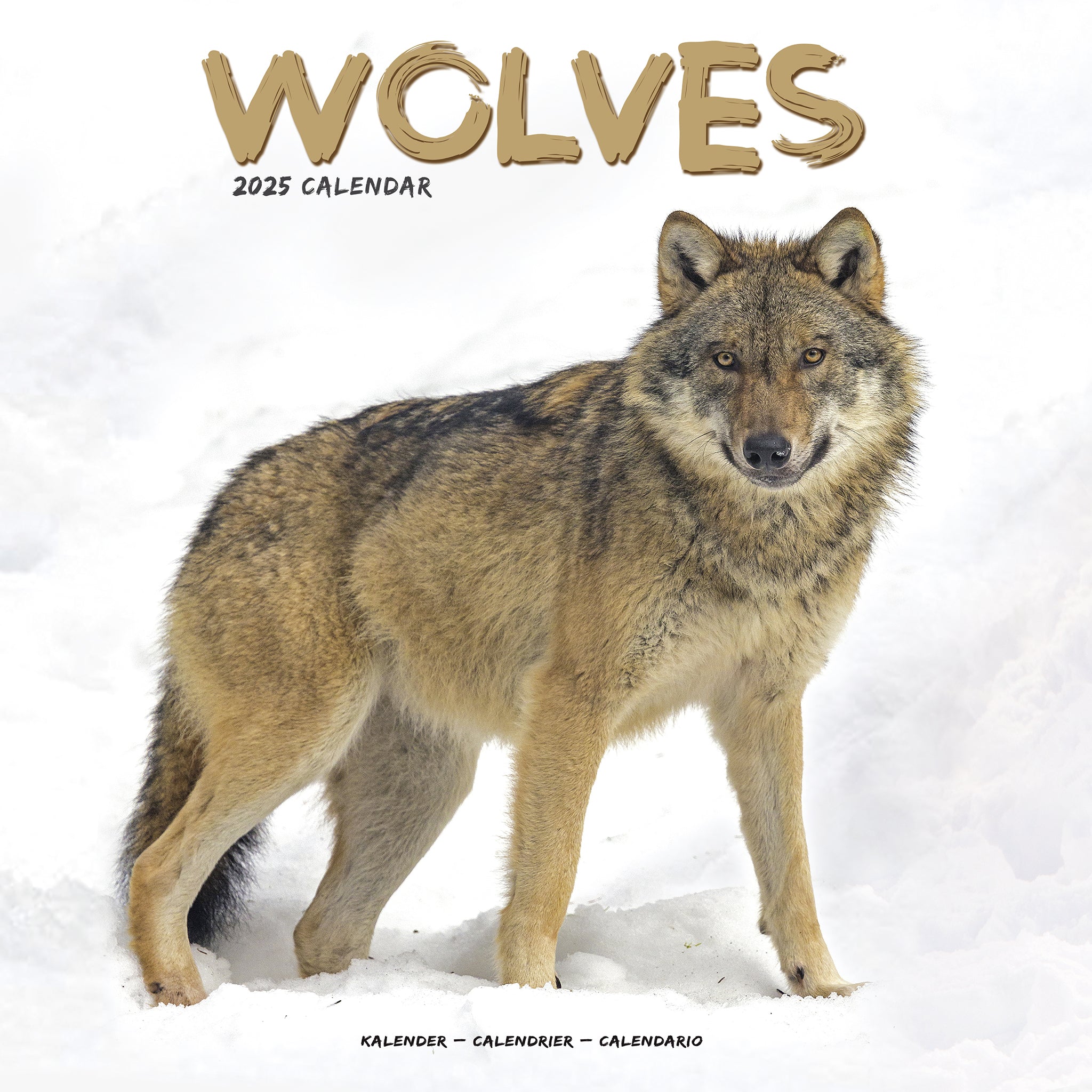 Wolves Calendar 2025 Avonside Publishing Ltd