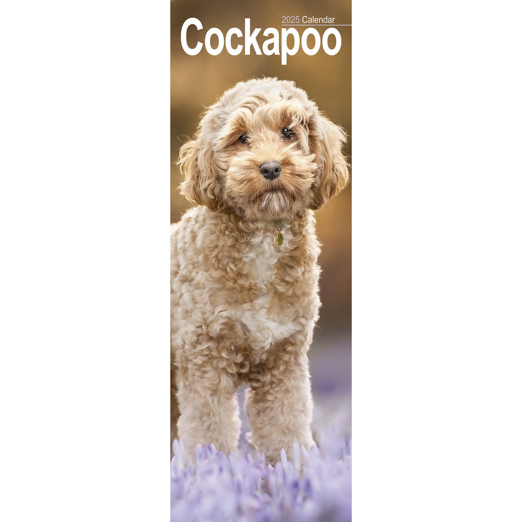 Cockapoo Calendar 2025 Slimline Avonside Publishing Ltd