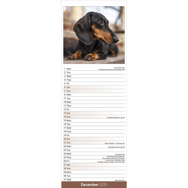 Dachshund Calendar 2025 Slimline