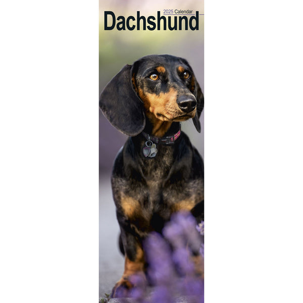 Dachshund Calendar 2025 Slimline