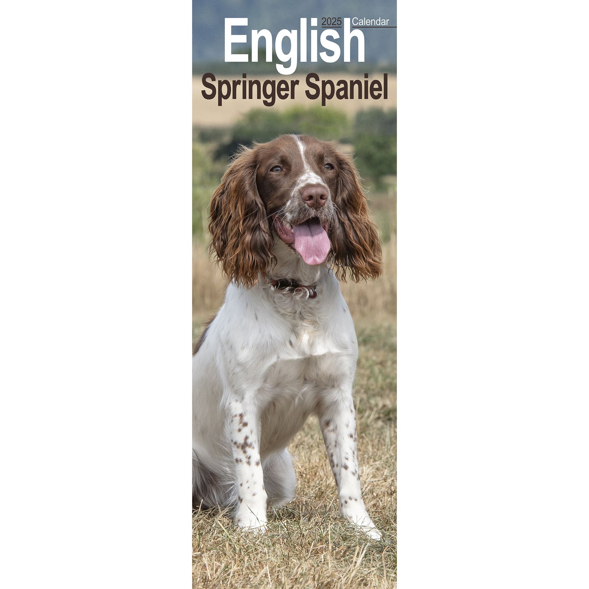 English Springer Spaniel Calendar 2025 Slimline