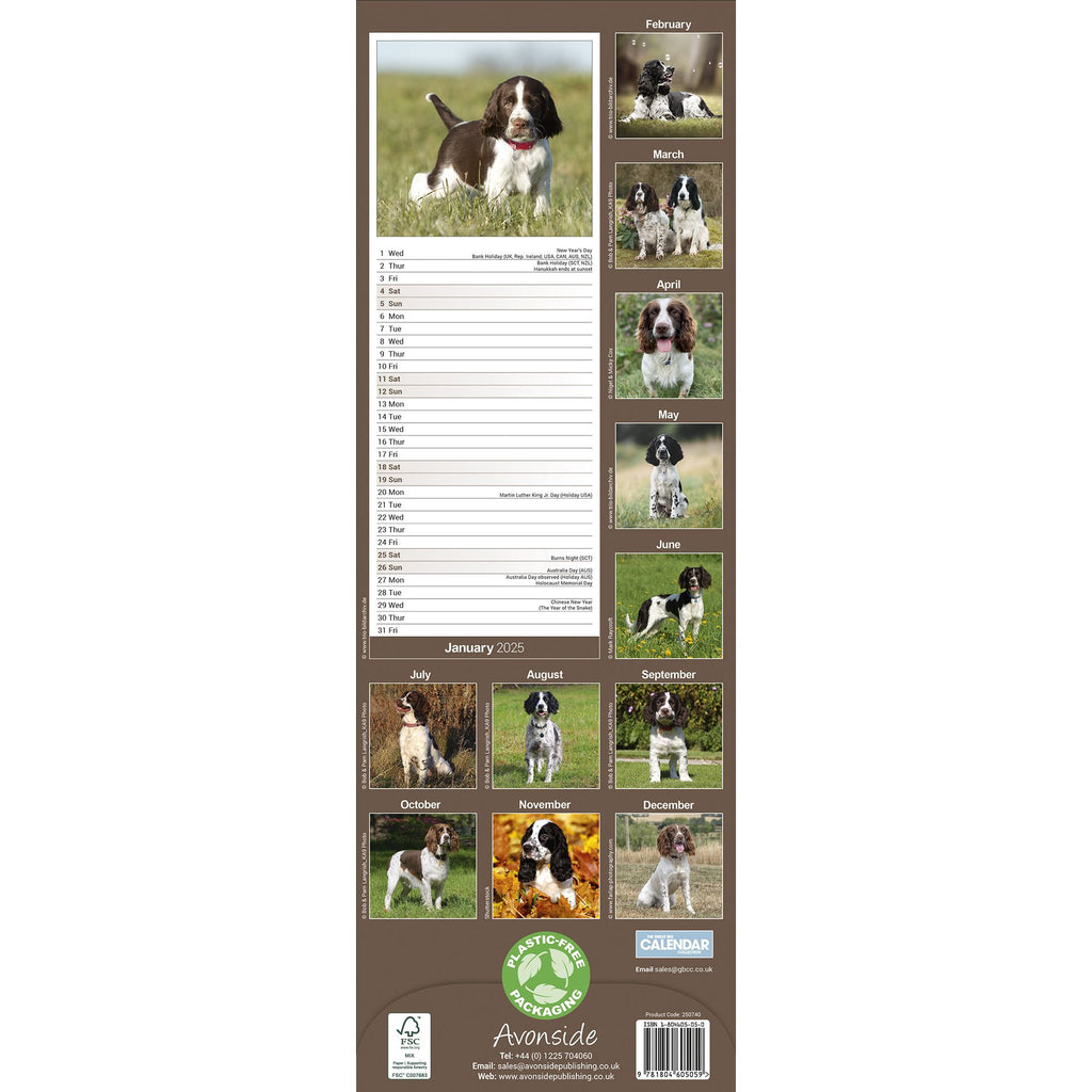 English Springer Spaniel Calendar 2025 Slimline Avonside Publishing Ltd