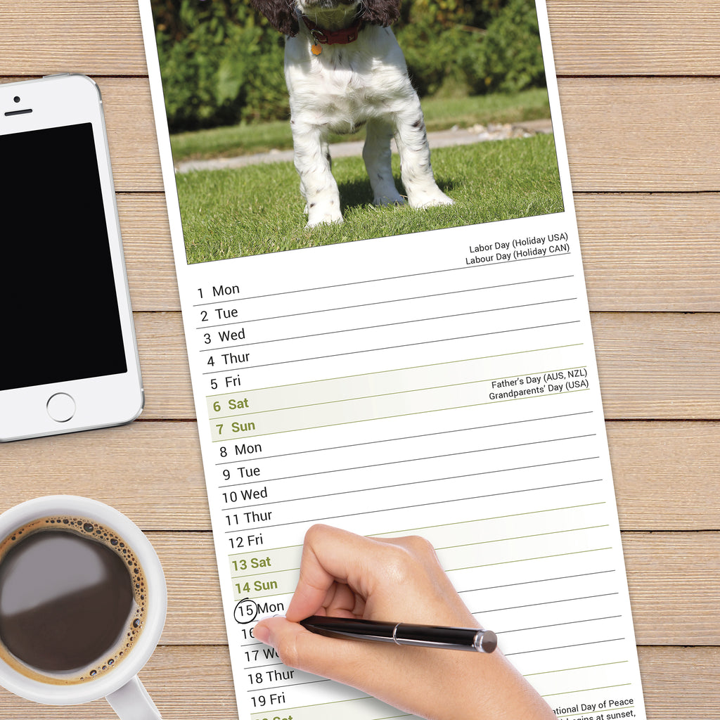 English Springer Spaniel Calendar 2025 Slimline Avonside Publishing Ltd Springer Spaniel Calendar 2025 Uk