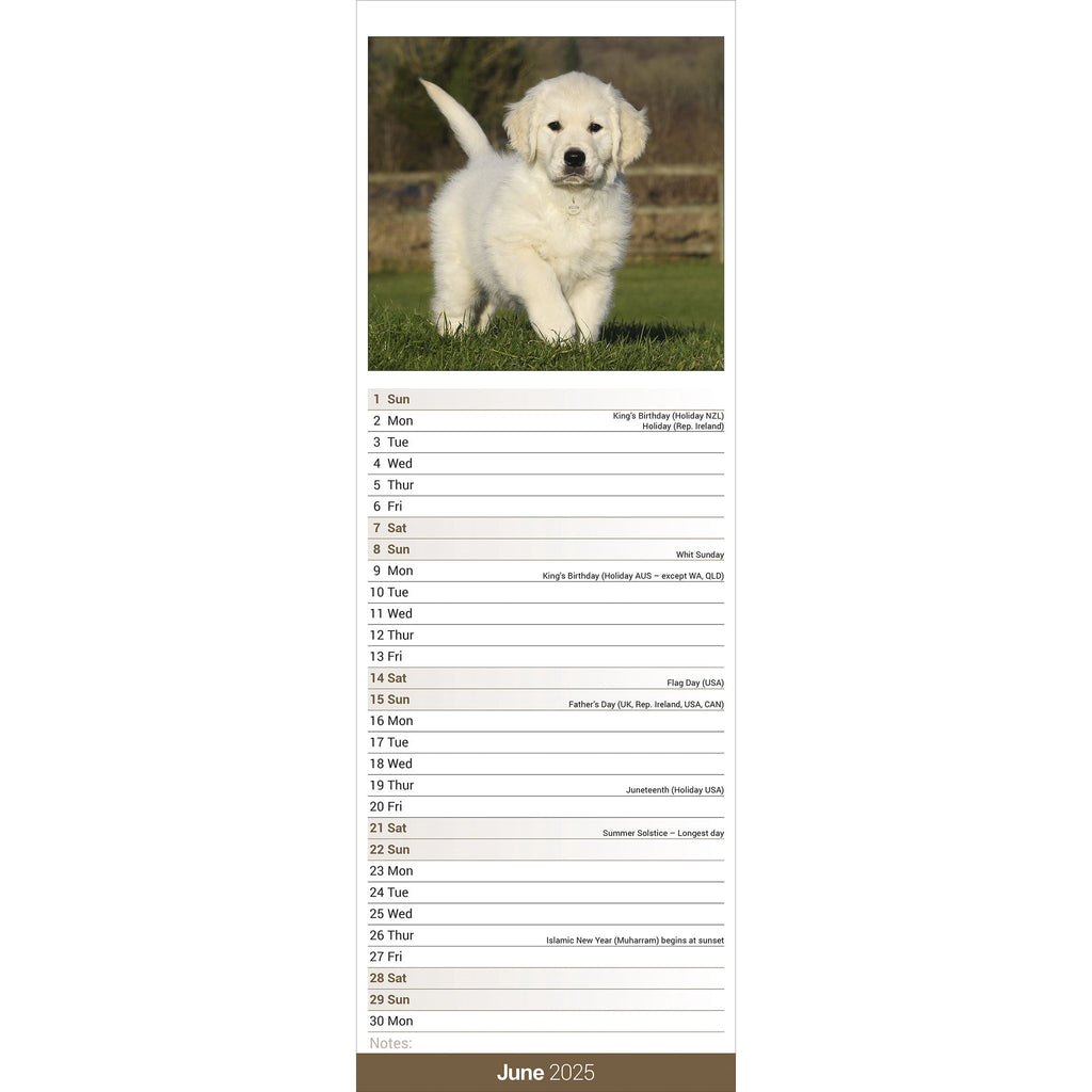 Golden Retriever Calendar 2025 Slimline Avonside Publishing Ltd