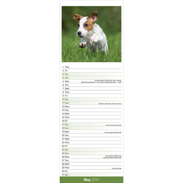 Jack Russell Calendar 2025 Slimline