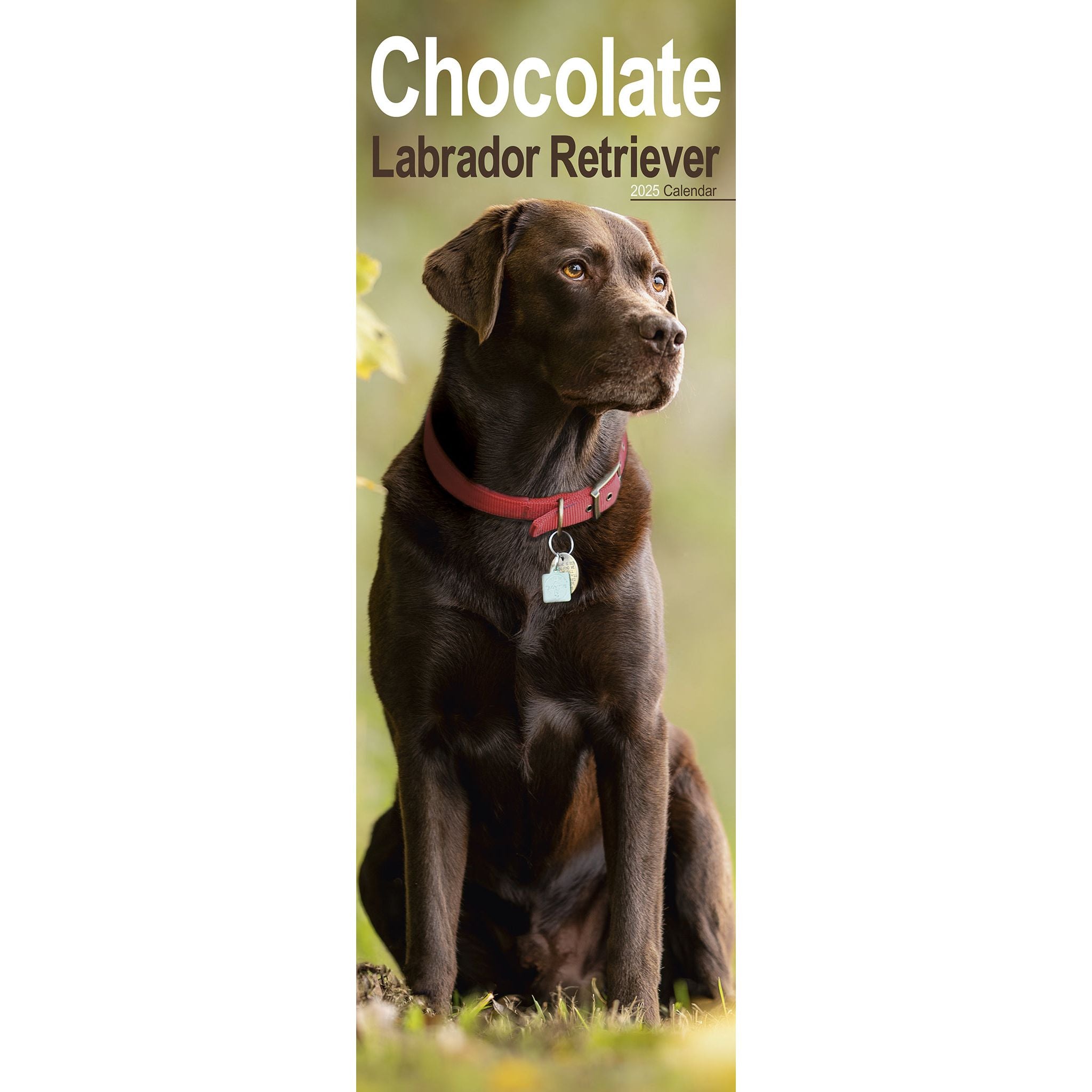 Chocolate Labrador Retriever Calendar 2025 Slimline