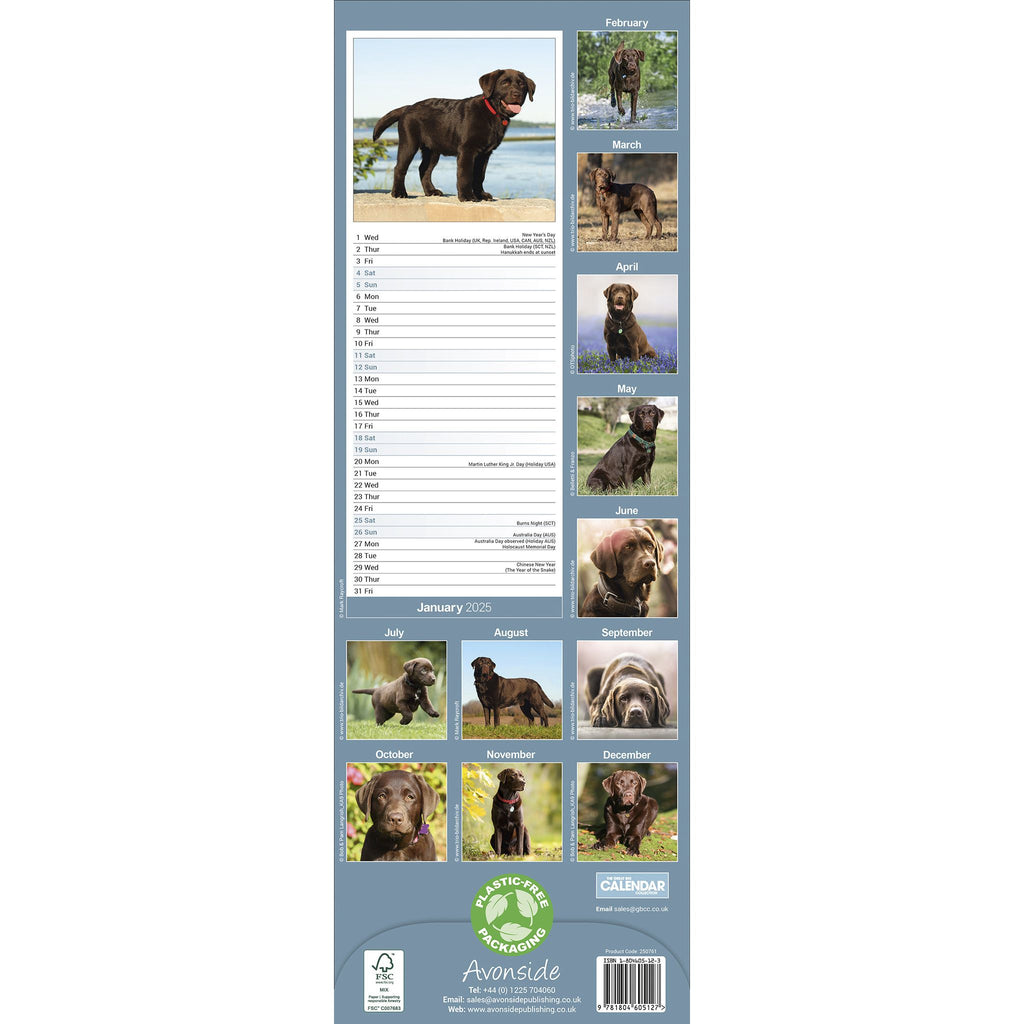 Chocolate Labrador Retriever Calendar 2025 Slimline Avonside