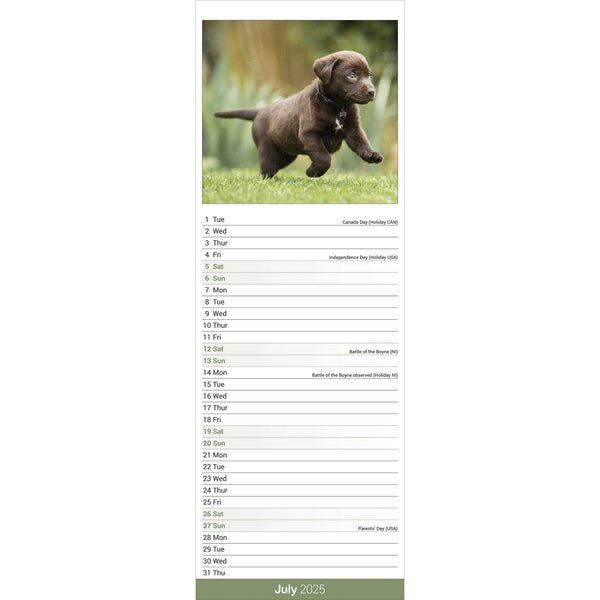 Chocolate Labrador Retriever Calendar 2025 Slimline