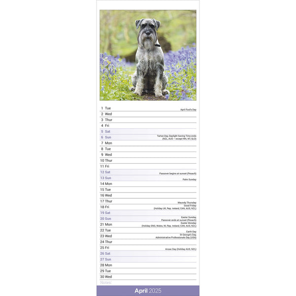 Schnauzer Calendar 2025 Slimline Avonside Publishing Ltd