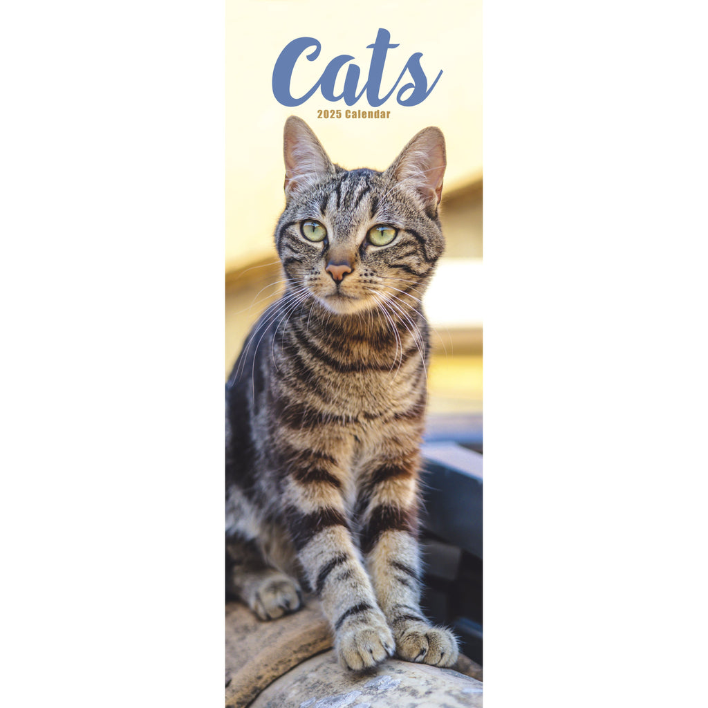 Cats Calendar 2025 Slimline Avonside Publishing Ltd