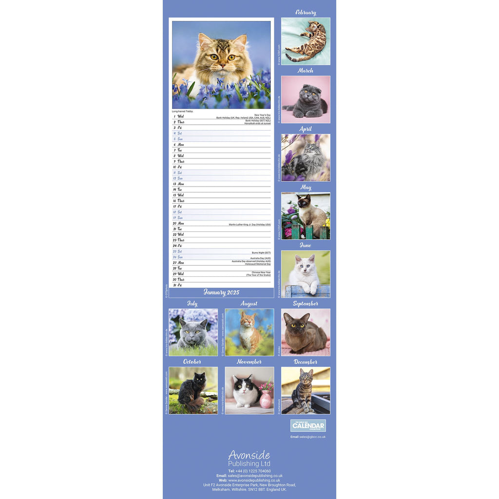 Cats Calendar 2025 Slimline Avonside Publishing Ltd