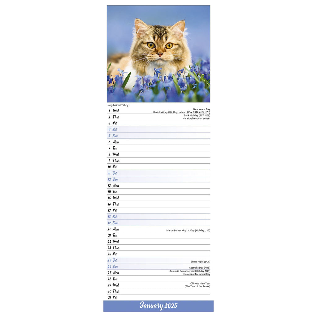 Cats Calendar 2025 Slimline Avonside Publishing Ltd