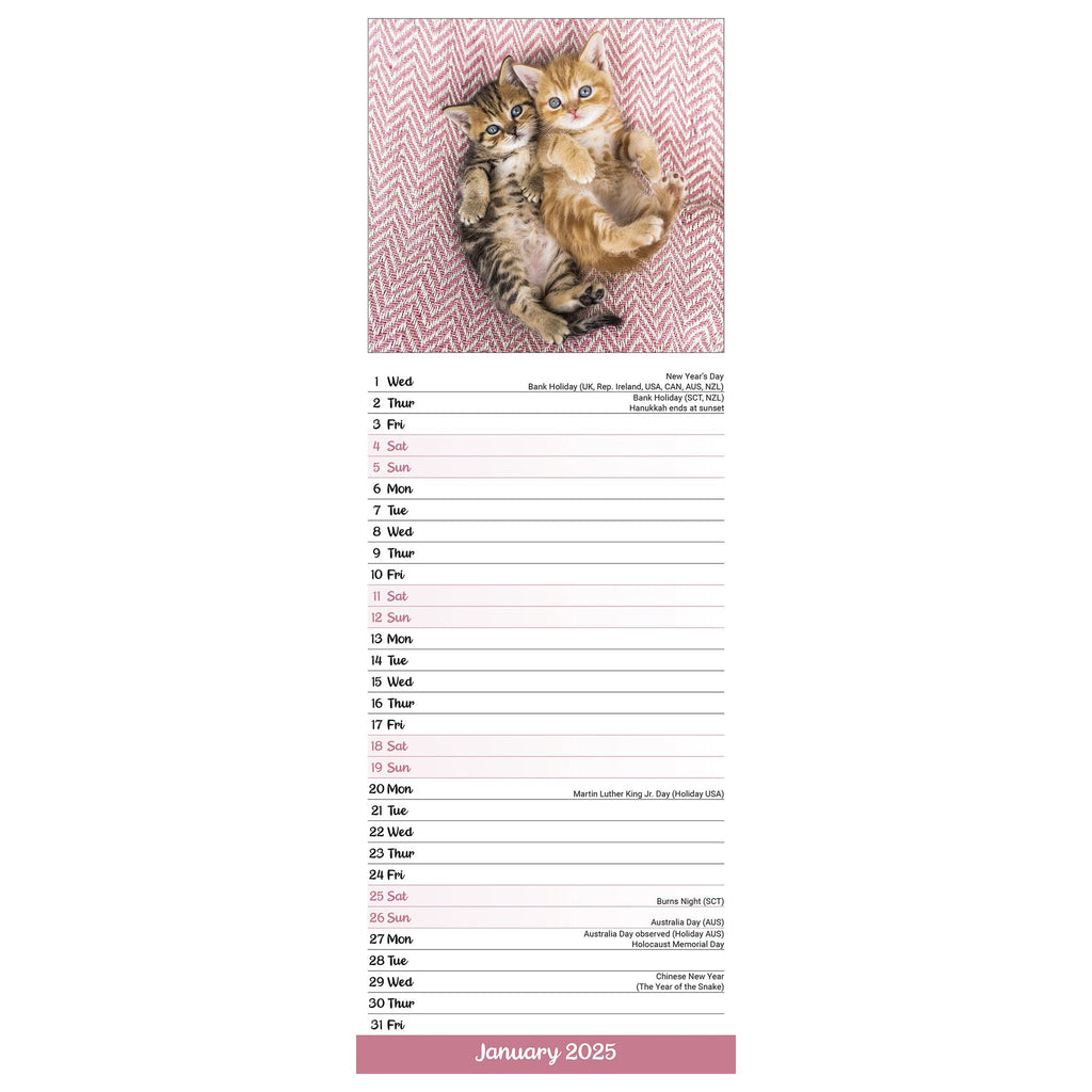 Kittens Calendar 2025 Slimline Avonside Publishing Ltd