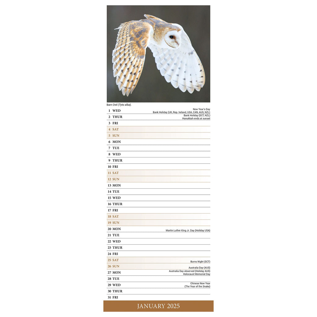 Owls Calendar 2025 Slimline Avonside Publishing Ltd