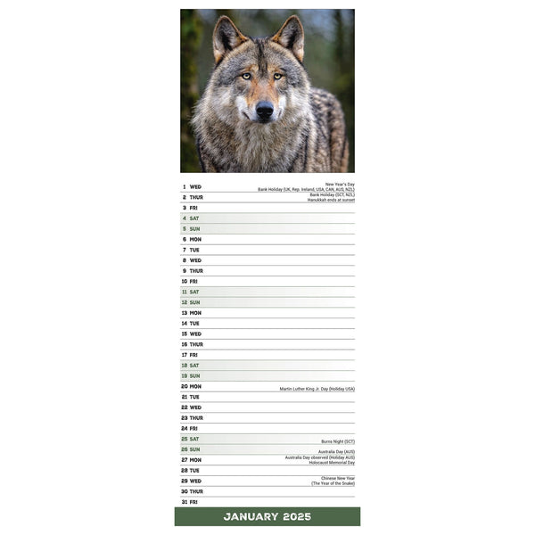 Wolves Calendar 2025 Slimline