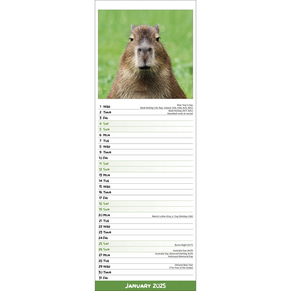 Capybara Calendar 2025 Slimline