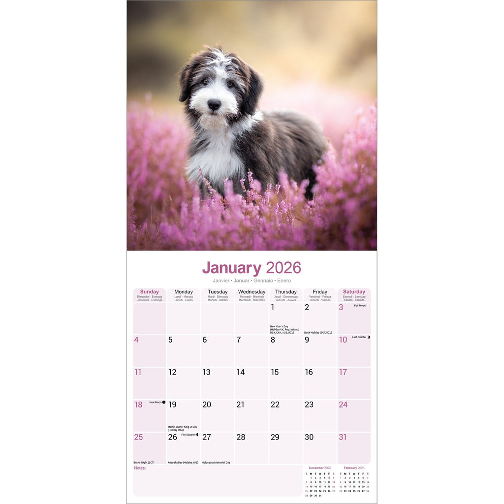 border collie calendar 2026 von avonside publishing border collie calendar 2026 von avonside publishing
