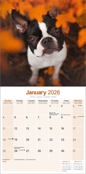 Boston Terrier Calendar 2026