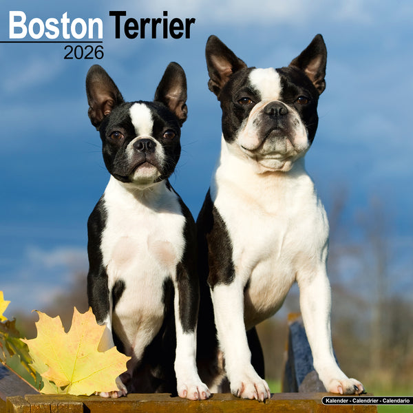 Boston Terrier Calendar 2026