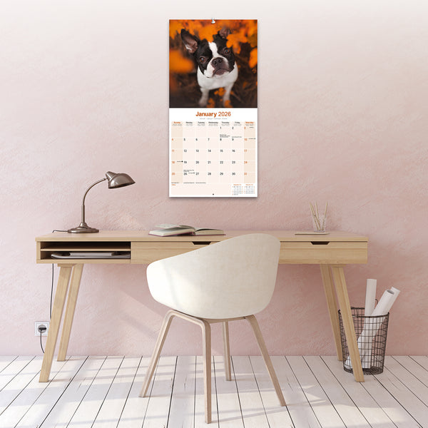 Boston Terrier Calendar 2026